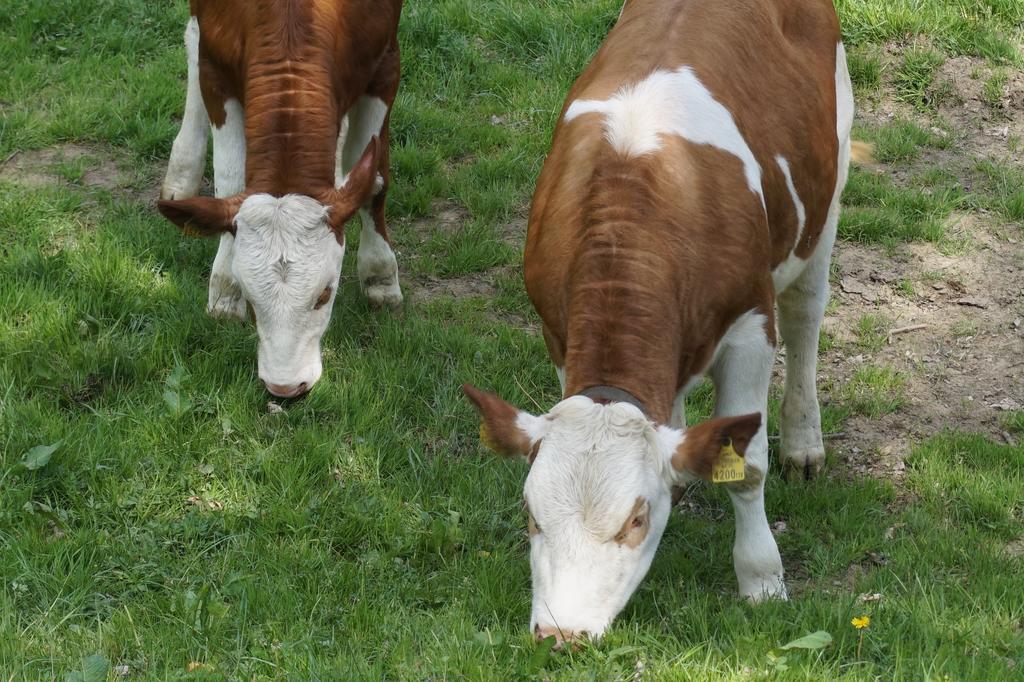 Ferienwohnungen Lichtenegger Kamp Zewnętrze zdjęcie