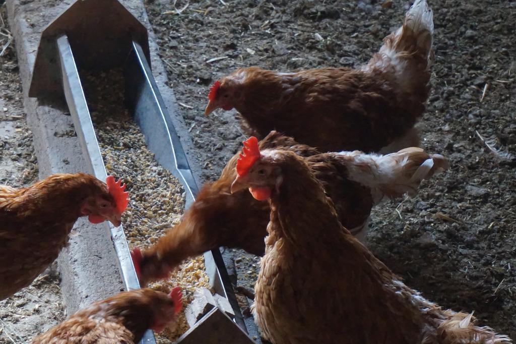Ferienwohnungen Lichtenegger Kamp Zewnętrze zdjęcie