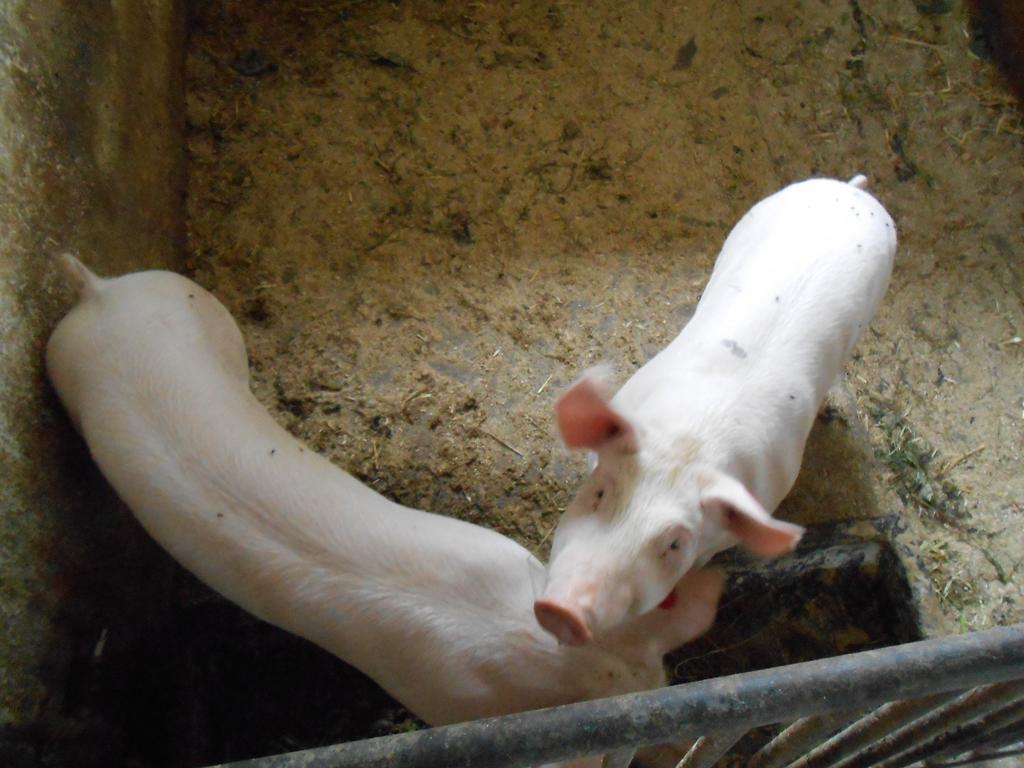 Ferienwohnungen Lichtenegger Kamp Zewnętrze zdjęcie